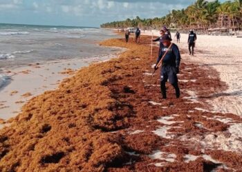 Traerán a 300 marinos para recolectar sargazo en Playa del Carmen