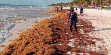 Traerán a 300 marinos para recolectar sargazo en Playa del Carmen