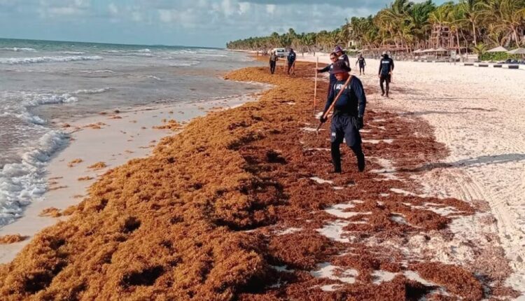 Traerán a 300 marinos para recolectar sargazo en Playa del Carmen