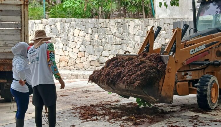 Con 10 unidades de maquinaria pesada reforzarán recolección de sargazo en Playa del Carmen