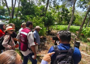 Gobierno de Playa del Carmen promueve el uso del sargazo para fortalecer la producción ganadera