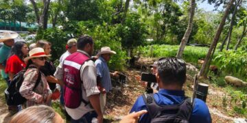 Gobierno de Playa del Carmen promueve el uso del sargazo para fortalecer la producción ganadera
