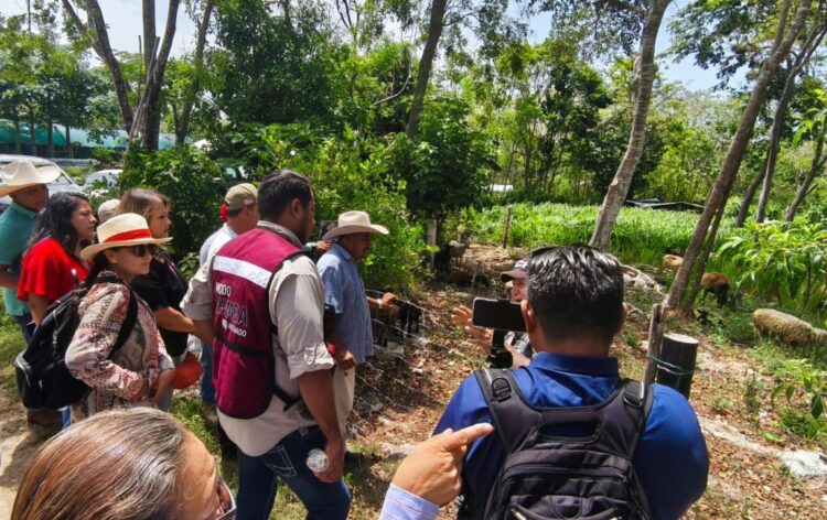 Gobierno de Playa del Carmen promueve el uso del sargazo para fortalecer la producción ganadera