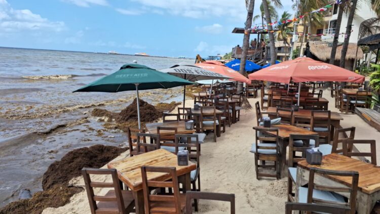 Aparece ojo de agua en costas de Playa del Carmen, pero lo tapa el sargazo