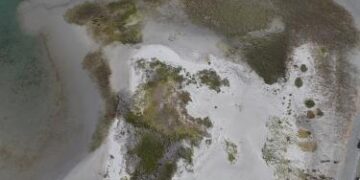 Manglares de México retrocedieron 27 mil 622 hectáreas entre 2020 y 2025: Conabio