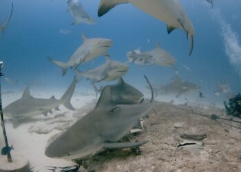 Regresará este mes el Festival del Tiburón Toro en Playa del Carmen