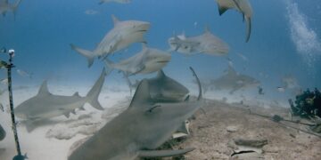 Regresará este mes el Festival del Tiburón Toro en Playa del Carmen