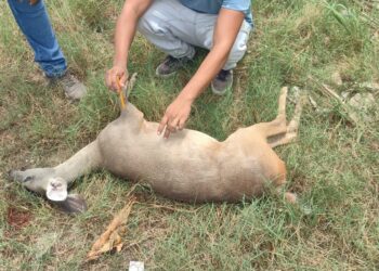 Atropellan un venado en la carretera 307, en Playa del Carmen