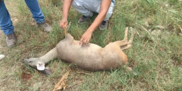 Atropellan un venado en la carretera 307, en Playa del Carmen