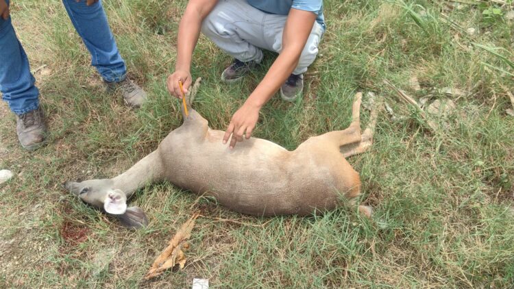 Atropellan un venado en la carretera 307, en Playa del Carmen
