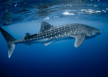 Gobierno de Isla Mujeres prepara el Festival del Tiburón Ballena