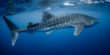 Gobierno de Isla Mujeres prepara el Festival del Tiburón Ballena 