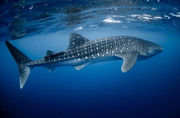 Gobierno de Isla Mujeres prepara el Festival del Tiburón Ballena 