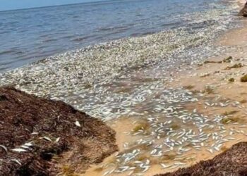Recalan cientos de peces muertos en Puerto Morelos