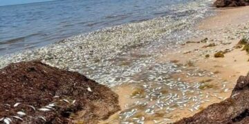 Recalan cientos de peces muertos en Puerto Morelos
