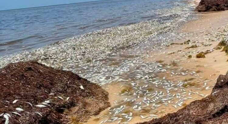 Recalan cientos de peces muertos en Puerto Morelos