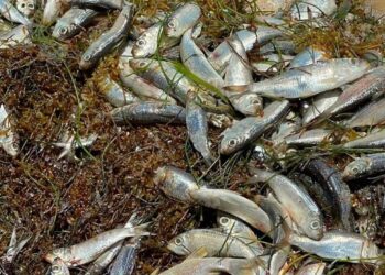 Fenómeno natural, origen del recale de peces en playas de Puerto Morelos