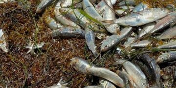 Fenómeno natural, origen del recale de peces en playas de Puerto Morelos