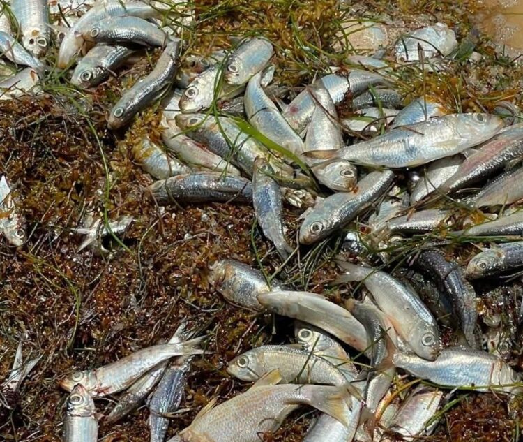 Fenómeno natural, origen del recale de peces en playas de Puerto Morelos
