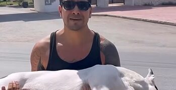 Envenenan perro en la Unidad Deportiva de Tulum; Fiscalía ya investiga