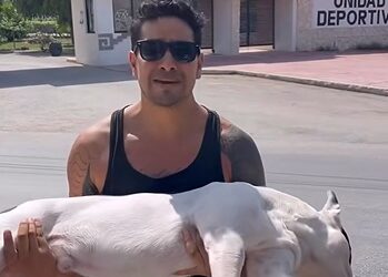Envenenan perro en la Unidad Deportiva de Tulum; Fiscalía ya investiga