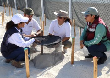 Refrenda Ayuntamiento de BJ compromiso con la conservación de tortugas marinas