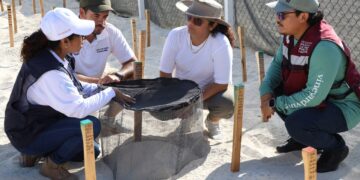 Refrenda Ayuntamiento de BJ compromiso con la conservación de tortugas marinas