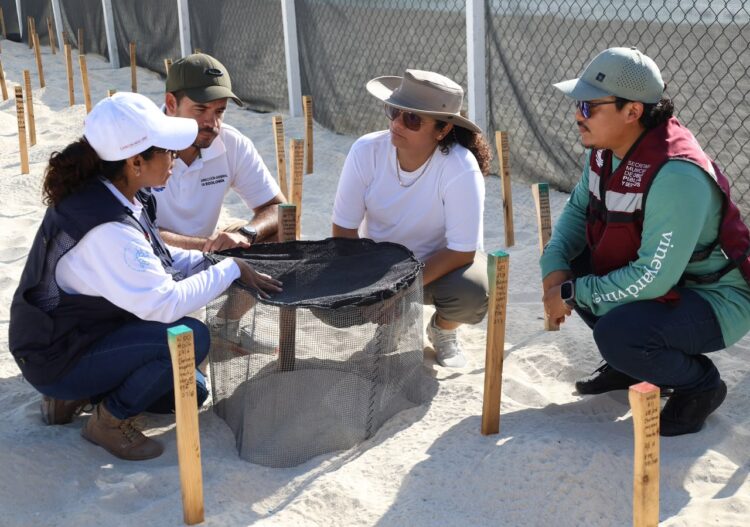 Refrenda Ayuntamiento de BJ compromiso con la conservación de tortugas marinas