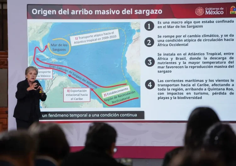 Gobierno invierte 2 mil mdp y refuerza estrategia para contener el sargazo en Quintana Roo: Sheinbaum