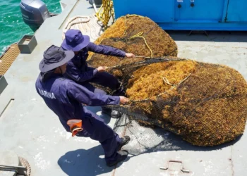 Recolección de sargazo en altamar, solución que plantea Semarnat en Quintana Roo; llegan 9 mil toneladas diarias