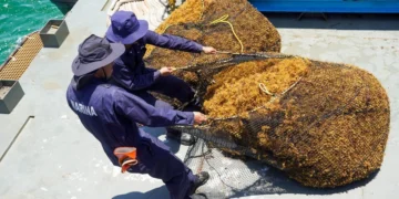 Recolección de sargazo en altamar, solución que plantea Semarnat en Quintana Roo; llegan 9 mil toneladas diarias