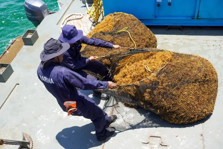 Recolección de sargazo en altamar, solución que plantea Semarnat en Quintana Roo; llegan 9 mil toneladas diarias