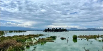 Retorno de 500 especies de fauna y flora al Lago de Texcoco, muestra importancia de no haber construido NAICM: Sheinbaum