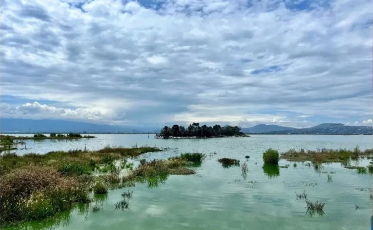Retorno de 500 especies de fauna y flora al Lago de Texcoco, muestra importancia de no haber construido NAICM: Sheinbaum