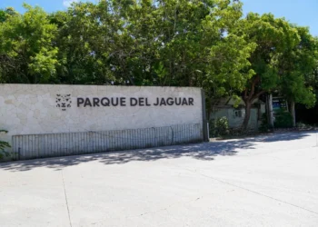 Sheinbaum anuncia visita a Tulum para atender sargazo y mediar en torno al Parque del Jaguar