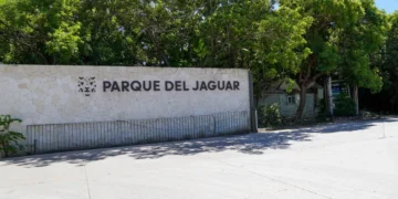 Sheinbaum anuncia visita a Tulum para atender sargazo y mediar en torno al Parque del Jaguar