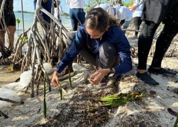 Cancún se suma a Jornada Nacional de Reforestación 2026