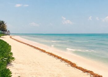 Disminuye el arribo de sargazo en Tulum y Akumal