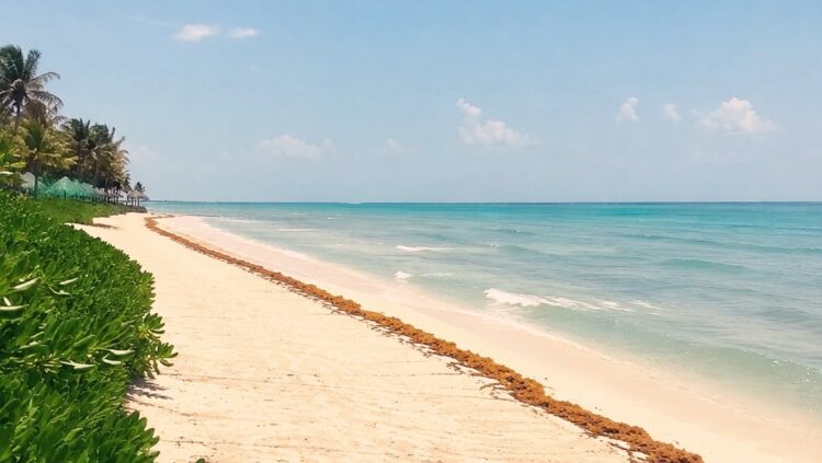 Disminuye el arribo de sargazo en Tulum y Akumal