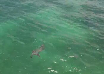 Espectáculo natural; dron capta delfines en Playa del Carmen