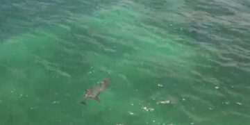 Espectáculo natural; dron capta delfines en Playa del Carmen