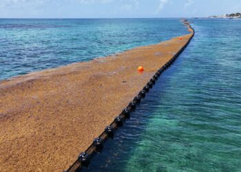 Playa del Carmen blinda su litoral con cinco kilómetros de barreras antisargazo: Estefanía Mercado