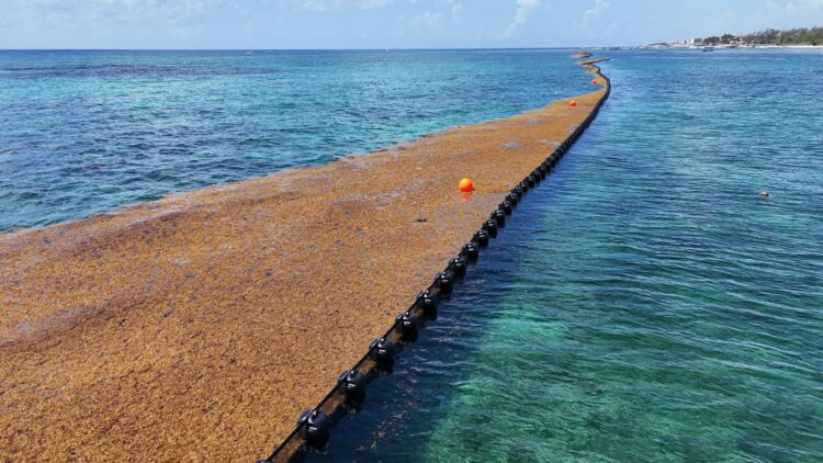 Playa del Carmen blinda su litoral con cinco kilómetros de barreras antisargazo: Estefanía Mercado