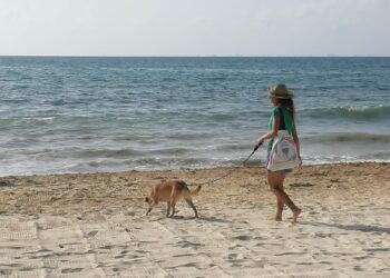 Proyecto de Ley General trae retrocesos a la protección animal en Quintana Roo, advierten
