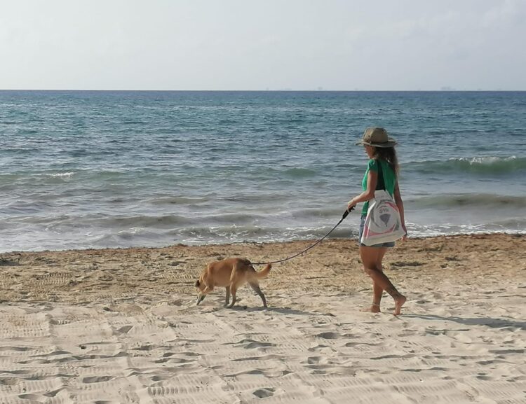 Proyecto de Ley General trae retrocesos a la protección animal en Quintana Roo, advierten