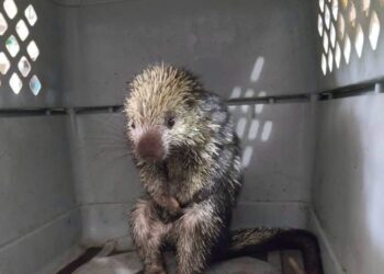 ¡Sorpresa en la ciudad!; rescatan a puercoespín desorientado por el calor y la sequía en José María Morelos