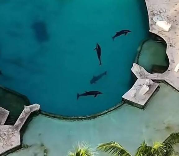 Vía Change.org exigen solucionar abandono de delfines en Ventura Park