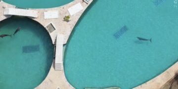 Vía Change.org exigen solucionar abandono de delfines en Ventura Park