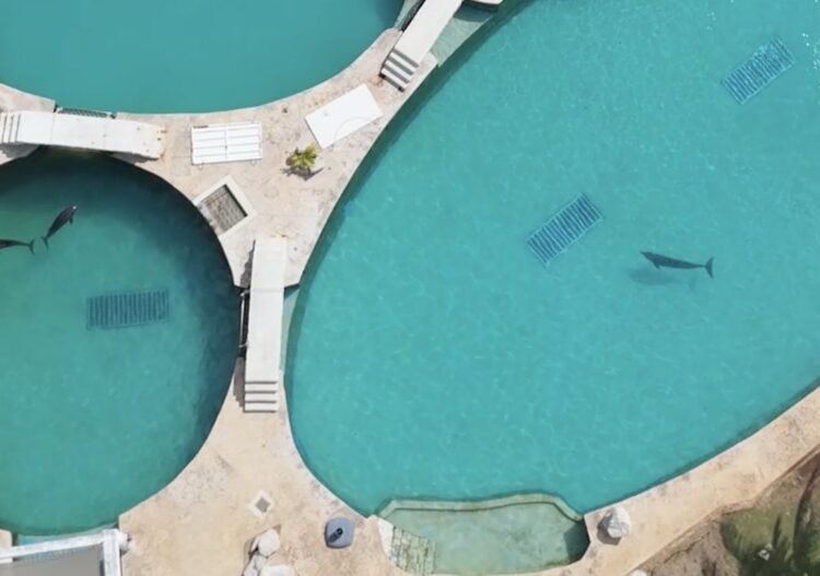 Vía Change.org exigen solucionar abandono de delfines en Ventura Park
