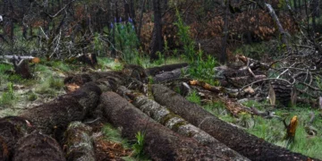 Diputado del PVEM propone que ordenamiento ecológico sea responsabilidad de los municipios